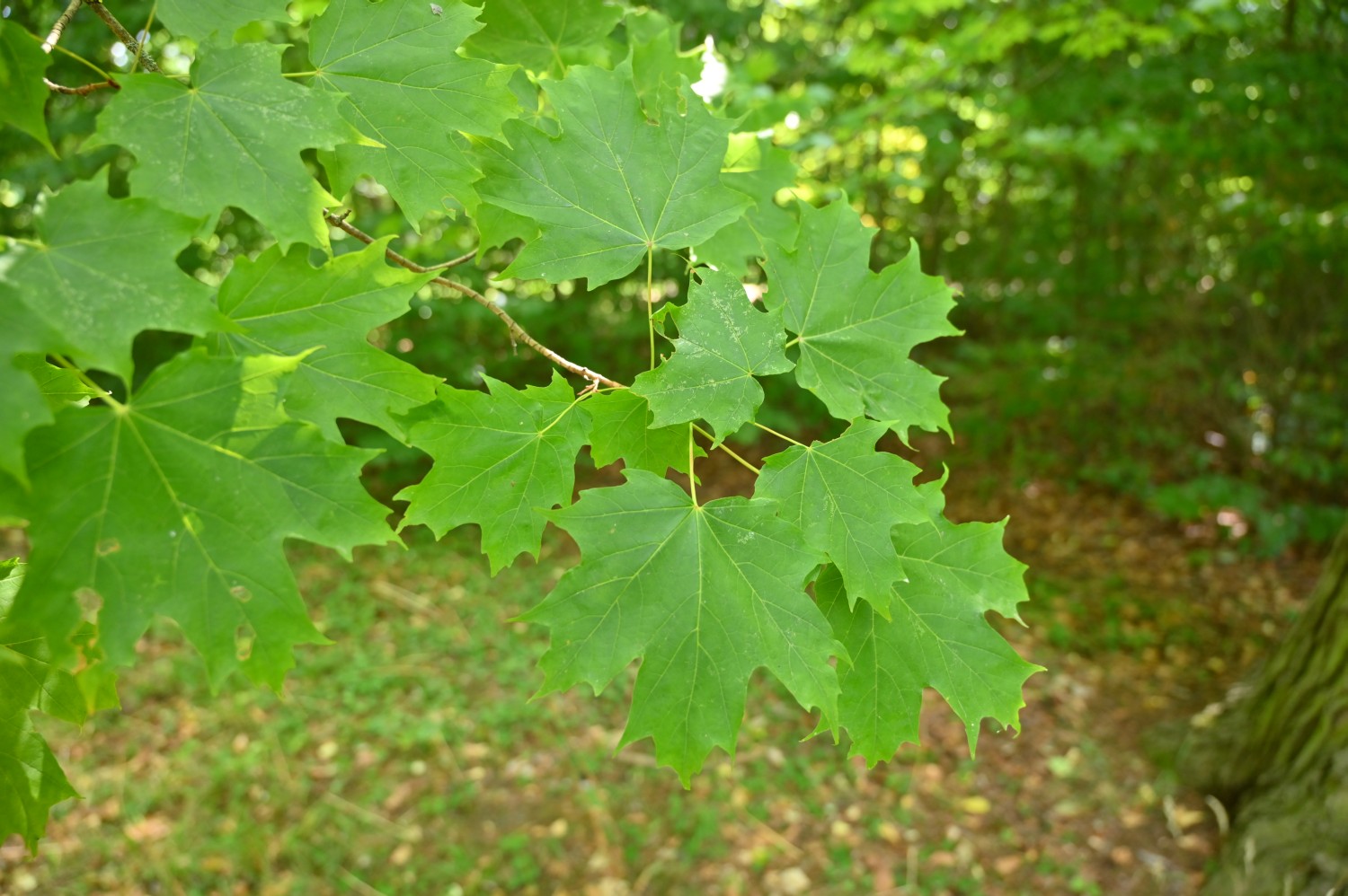 Acer saccharum - Gotha, Schlosspark - 2022