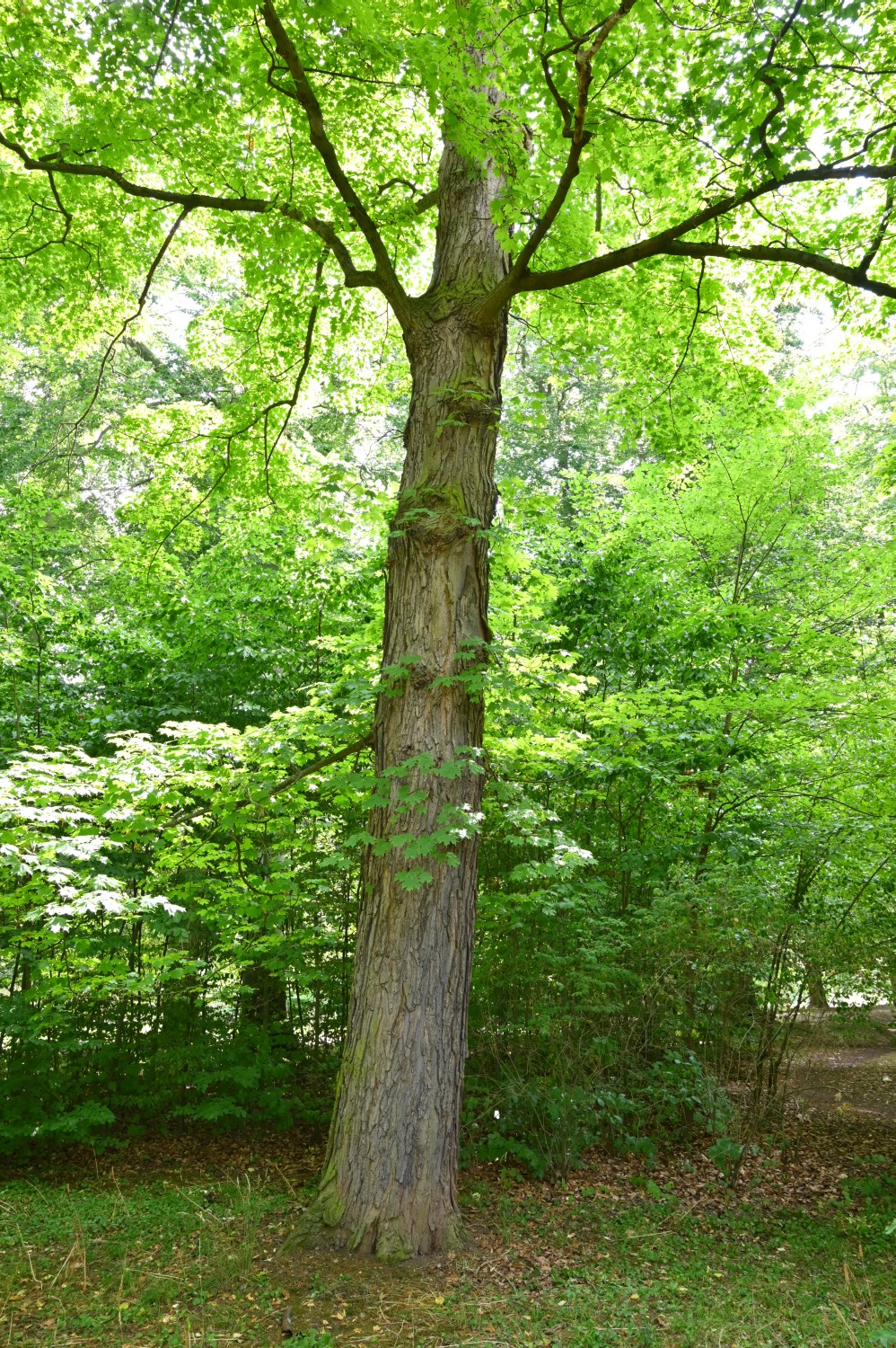 Acer saccharum - Gotha, Schlosspark - 2022