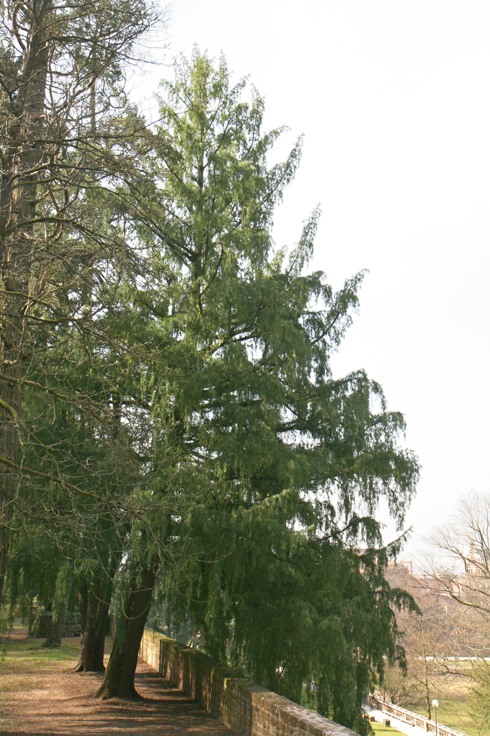 Torreya californica - Schlossgarten Heidelberg - März 2015