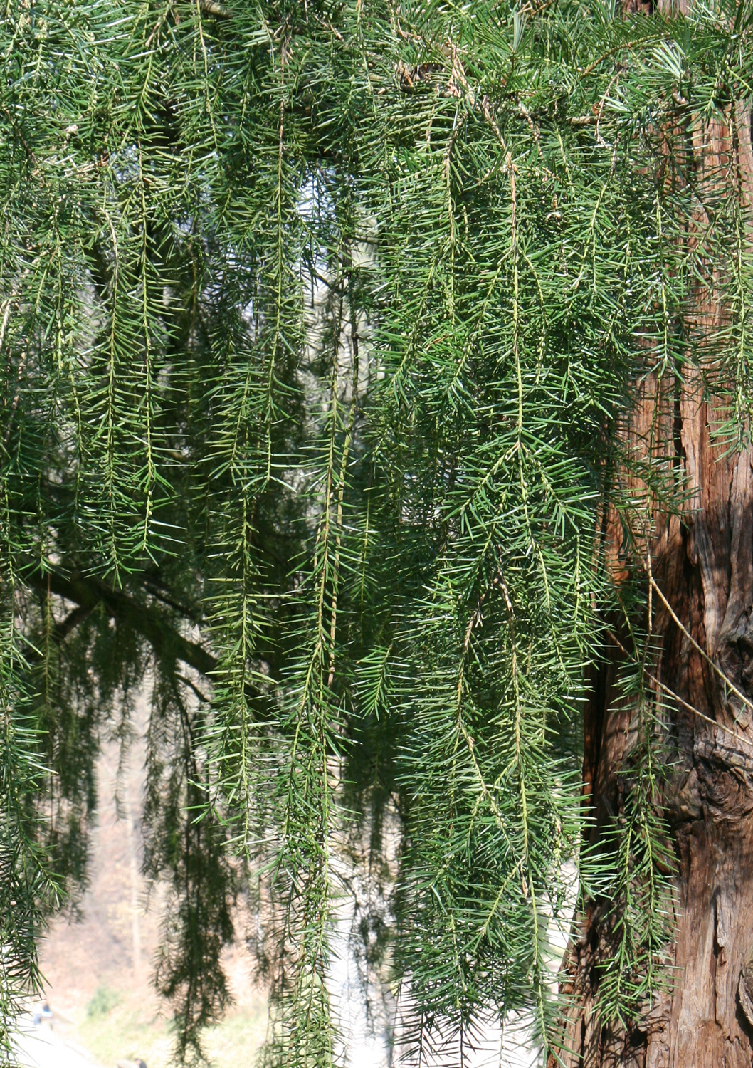 Torreya californica - Schlossgarten Heidelberg - März 2015