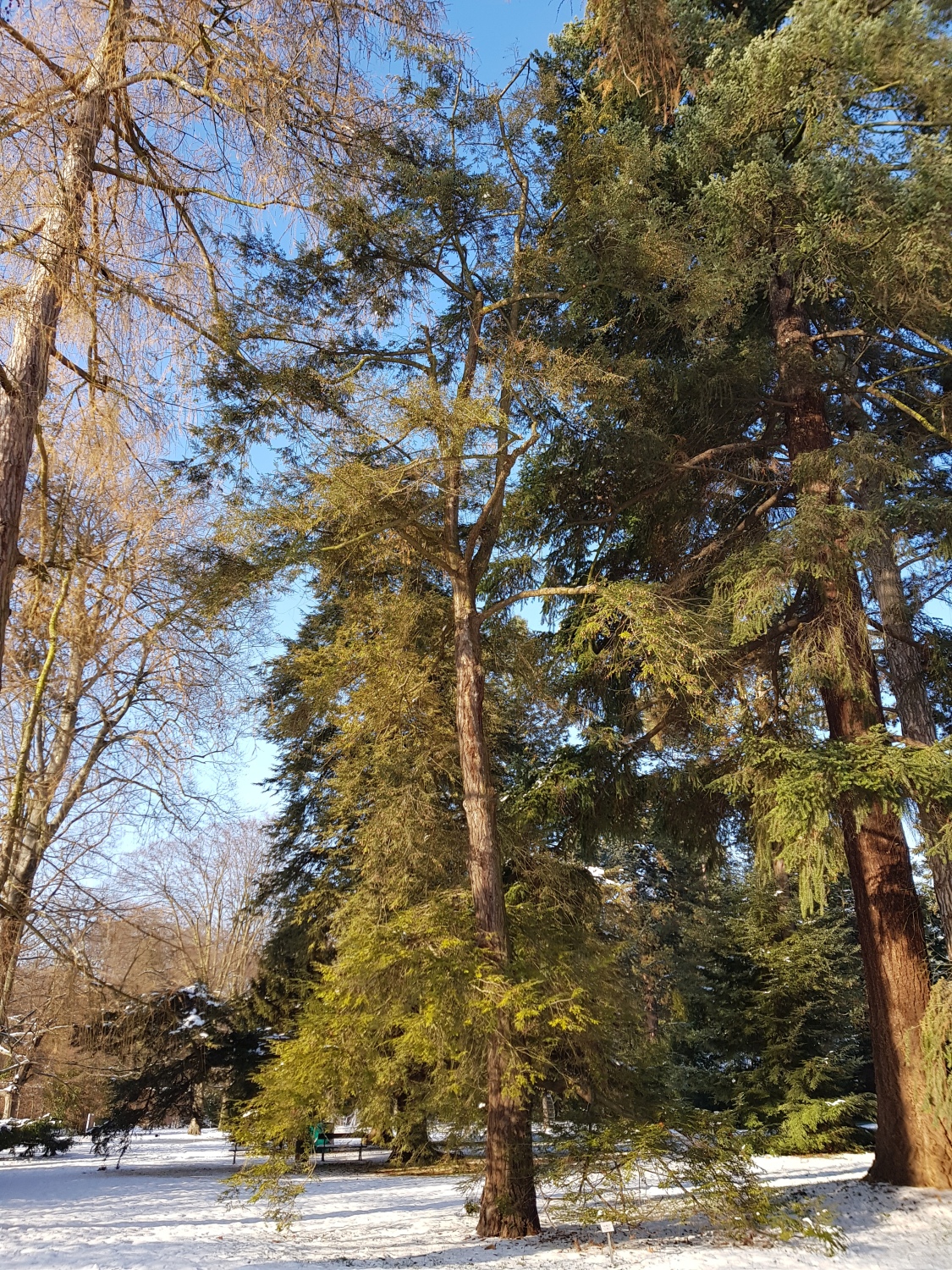 'Microphylla' canadensis Tsuga