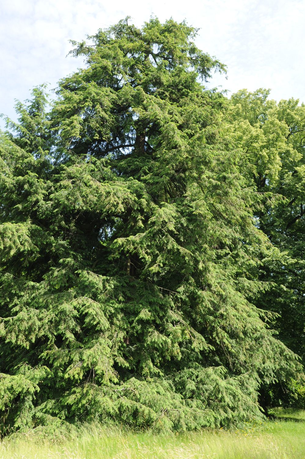 Tsuga canadensis - Bad Homburg - 2014