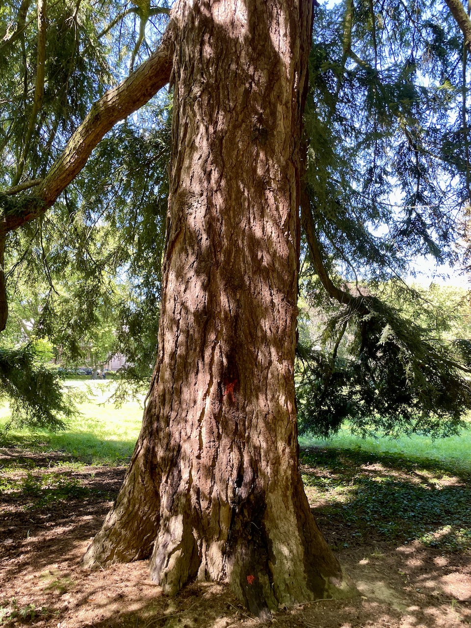 Tsuga canadensis - Bad Homburg - August 2024