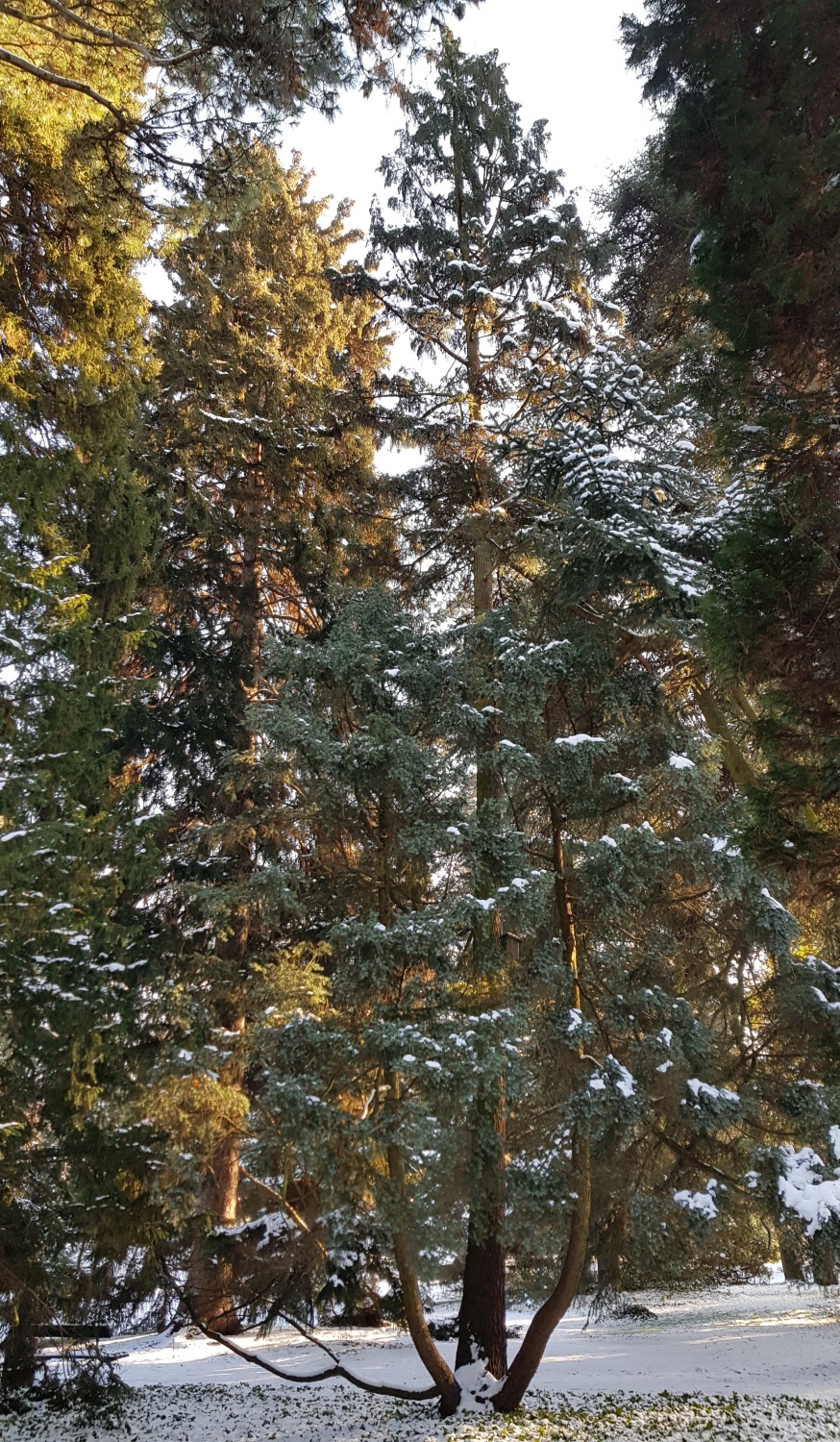 'Argentea' mertensiana Tsuga