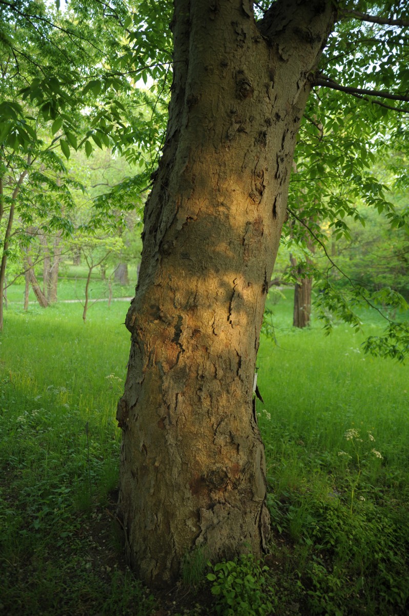 Zelkova serrata - Berlin, Botanischer Garten - 2014
