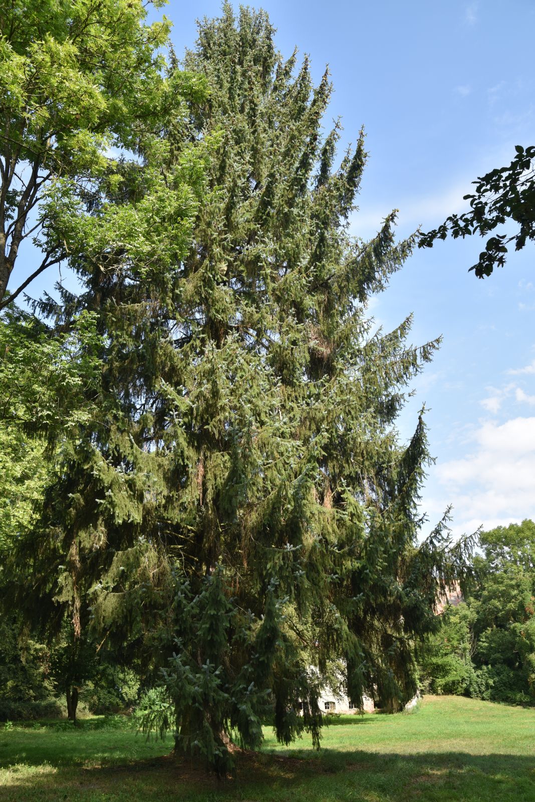 Picea sitchensis - Horst bei Kyritz - Sommer 2019