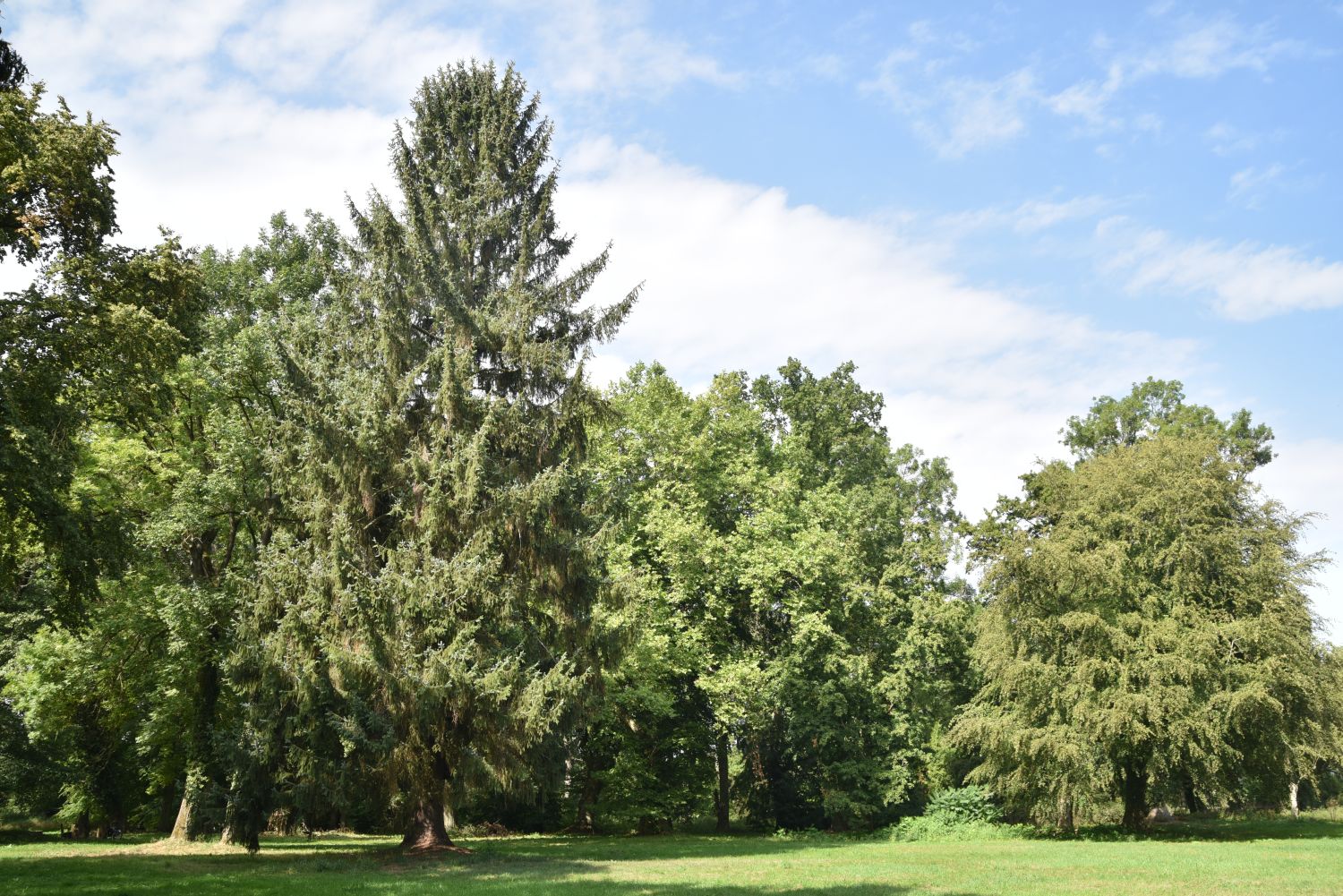 Picea sitchensis - Horst bei Kyritz - Sommer 2019