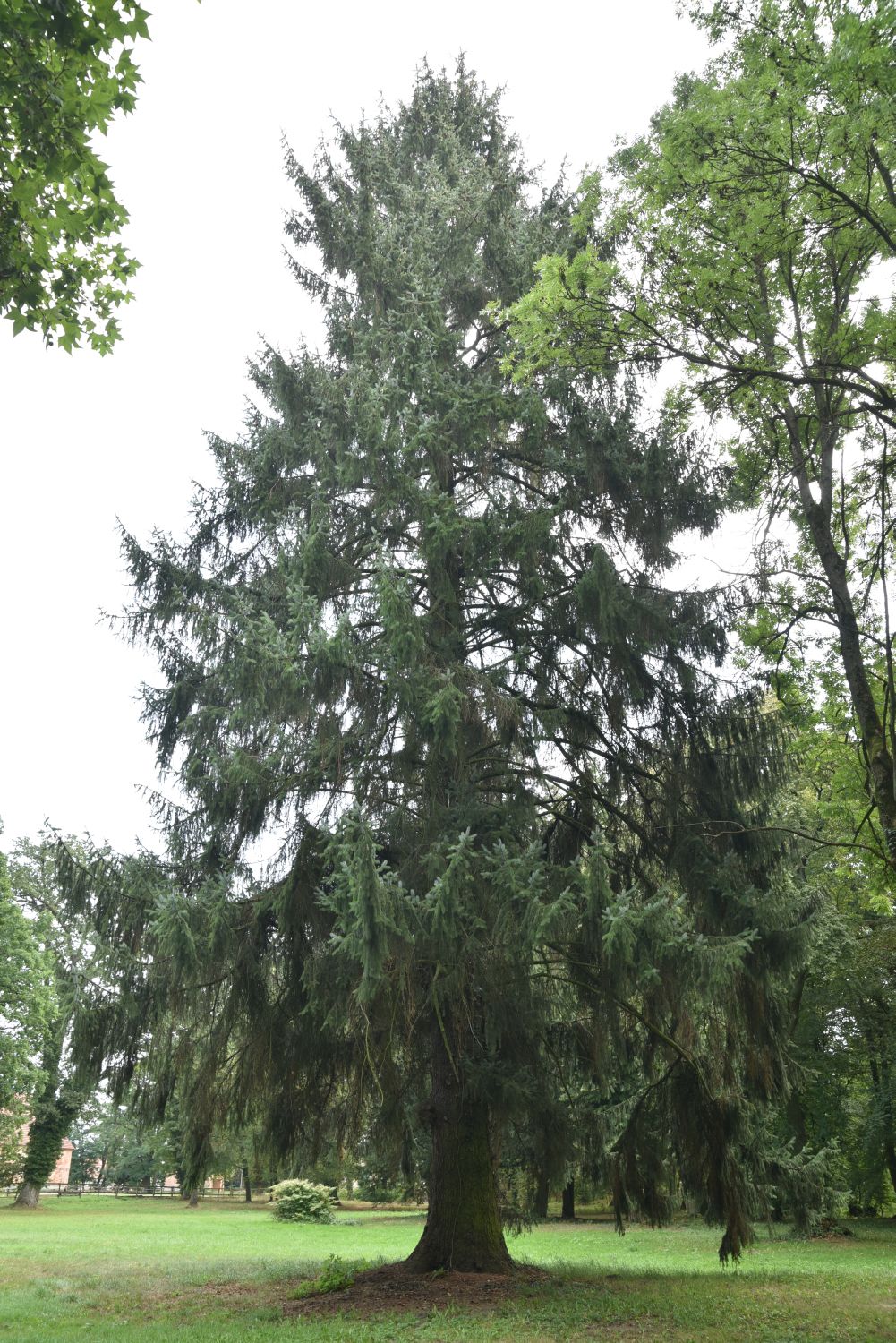 Picea sitchensis - Horst bei Kyritz - Sommer 2019