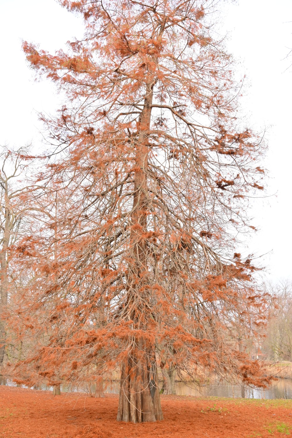 Taxodium distichum - Berlin Charlottenburg - 2021