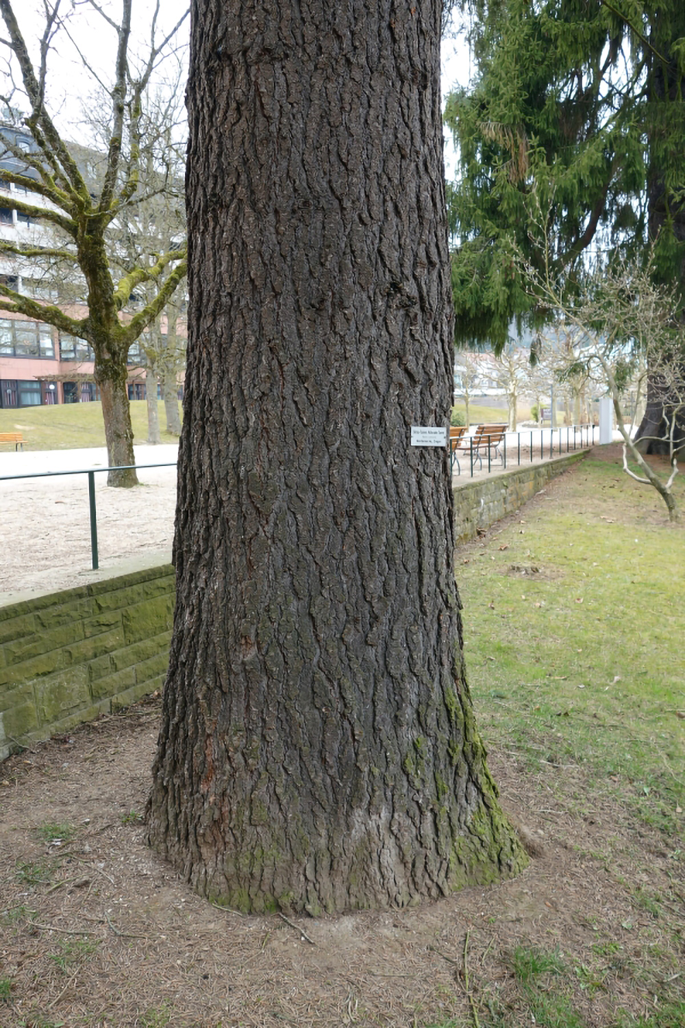 Abies concolor - Kurpark Bad Orb - April 2013