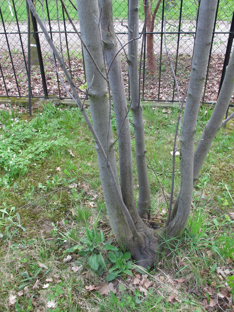 Acer glabrum subsp. glabrum