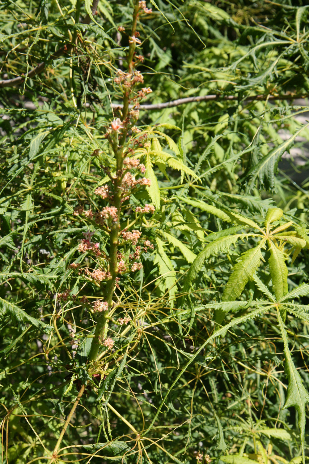 Aesculus hippocastanum 'Laciniata' - Wilhelmshöhe Kassel - Mai 2019