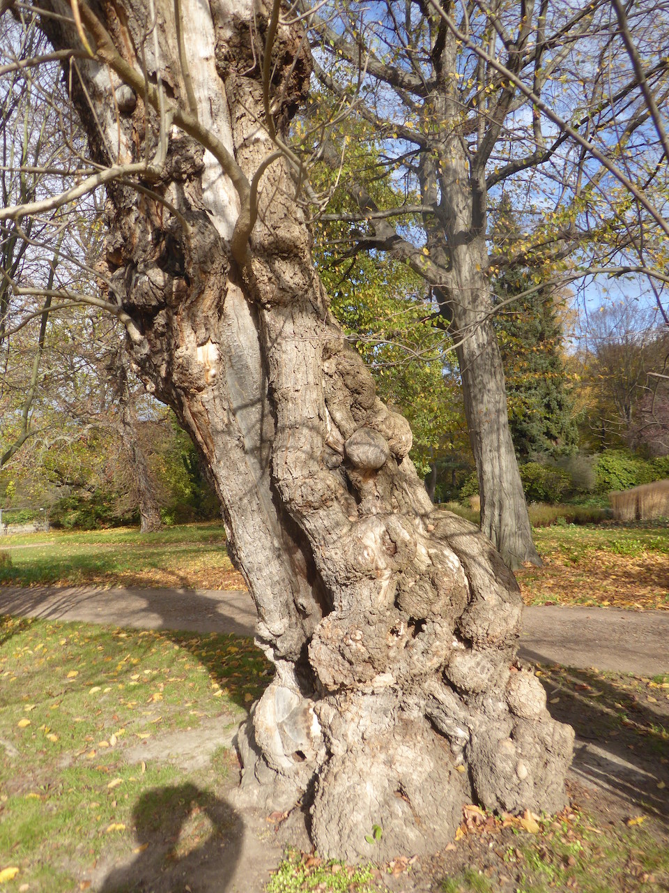 Catalpa bignonioides - Dresden - 2022