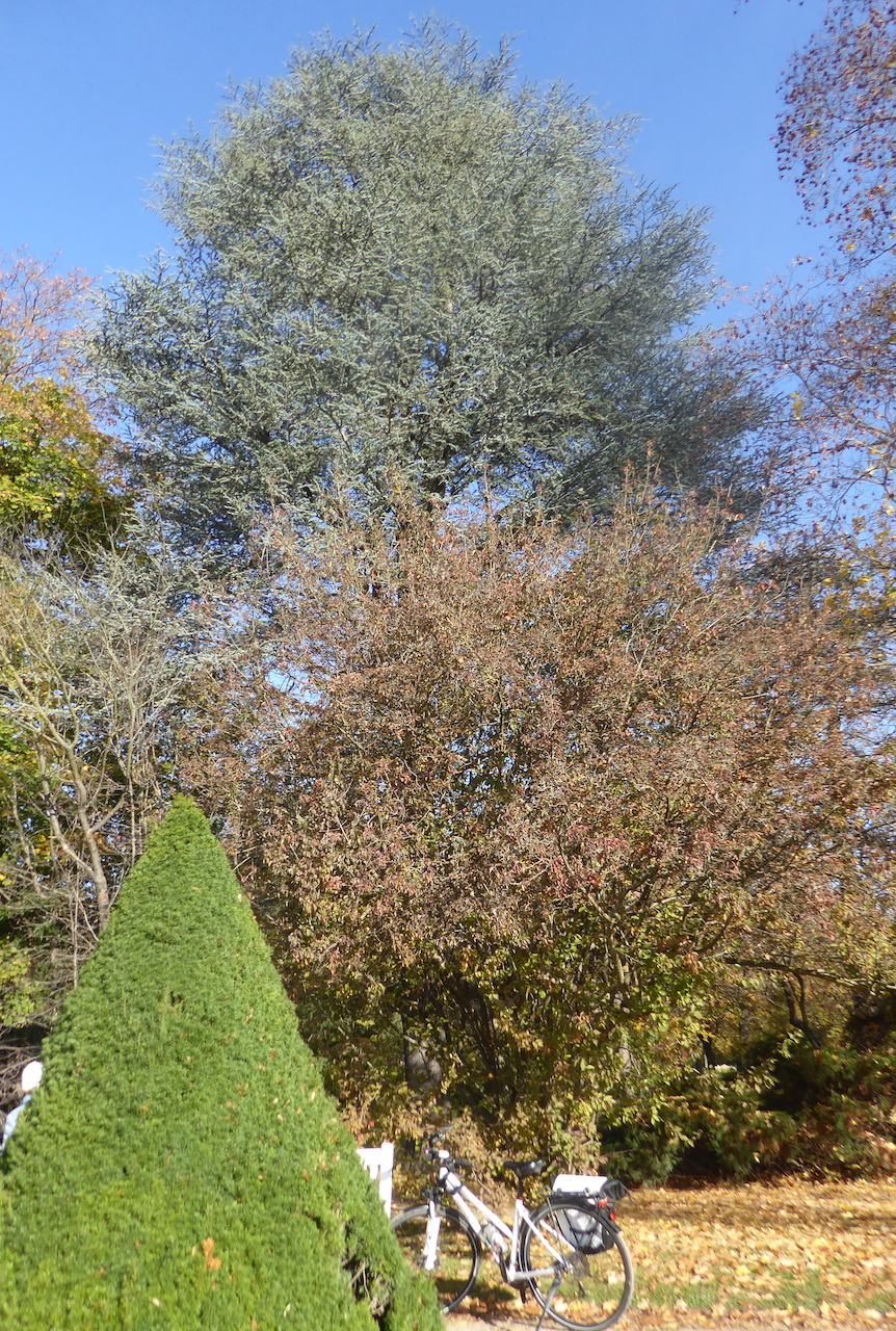 'Glauca' atlantica Cedrus