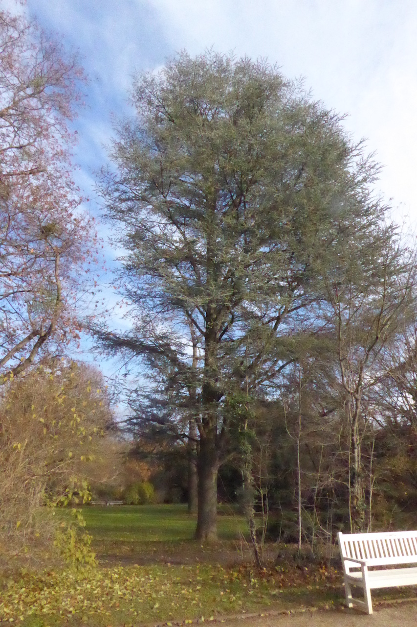 Cedrus atlantica 'Glauca' - Dresden 2022
