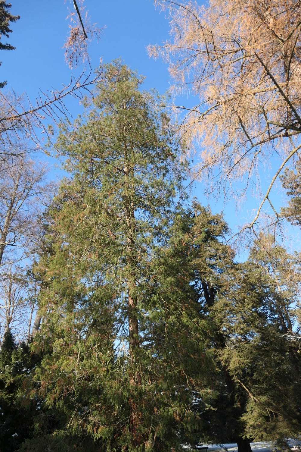 'Filifera' Chamaecyparis pisifera