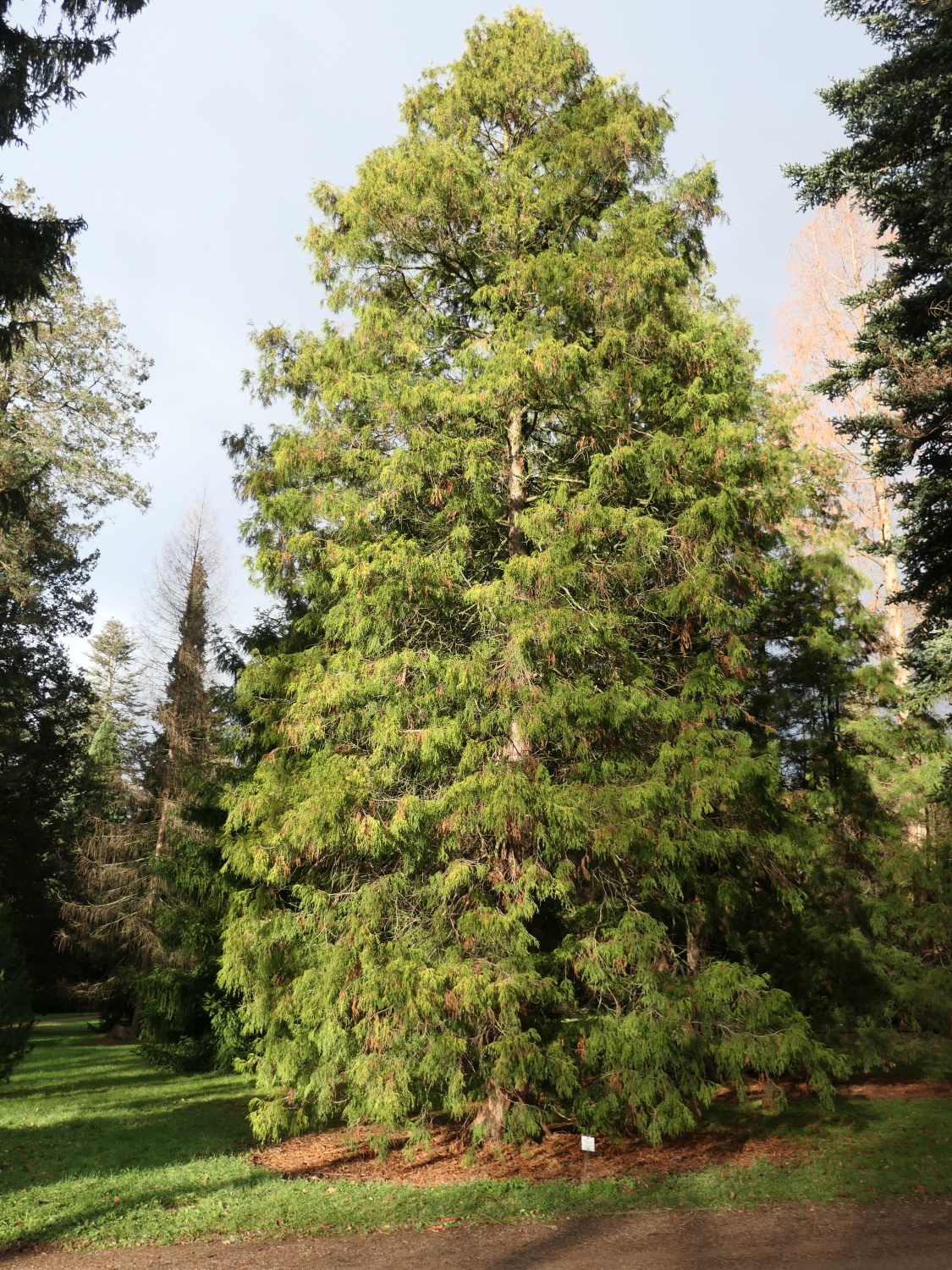 'Filifera Aurea' Chamaecyparis pisifera