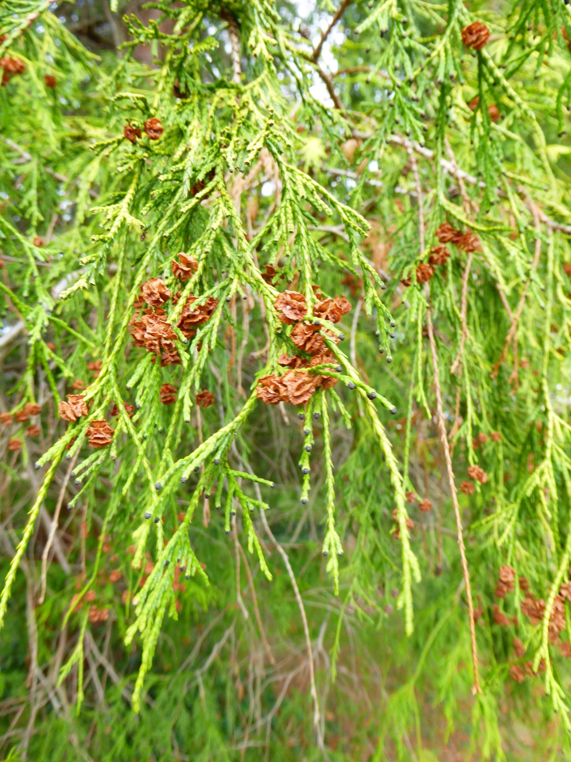 Chamaecyparis pisifera 'Filifera Aurea' - Dresden-Pillnitz - Februar 2016