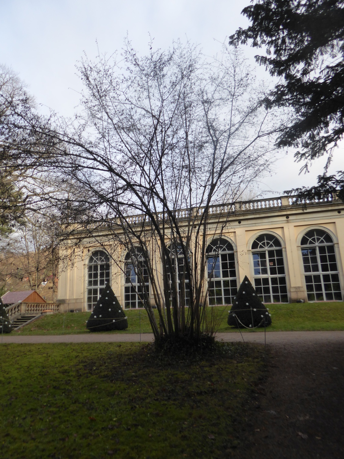 'Heterophylla' avellana Corylus