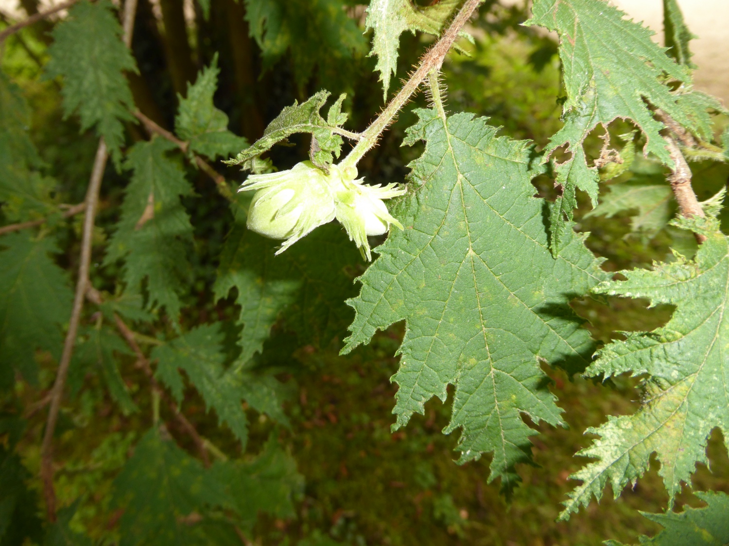 Corylus avellana 'Heterophylla' - Dresden-Pillnitz - August 2016