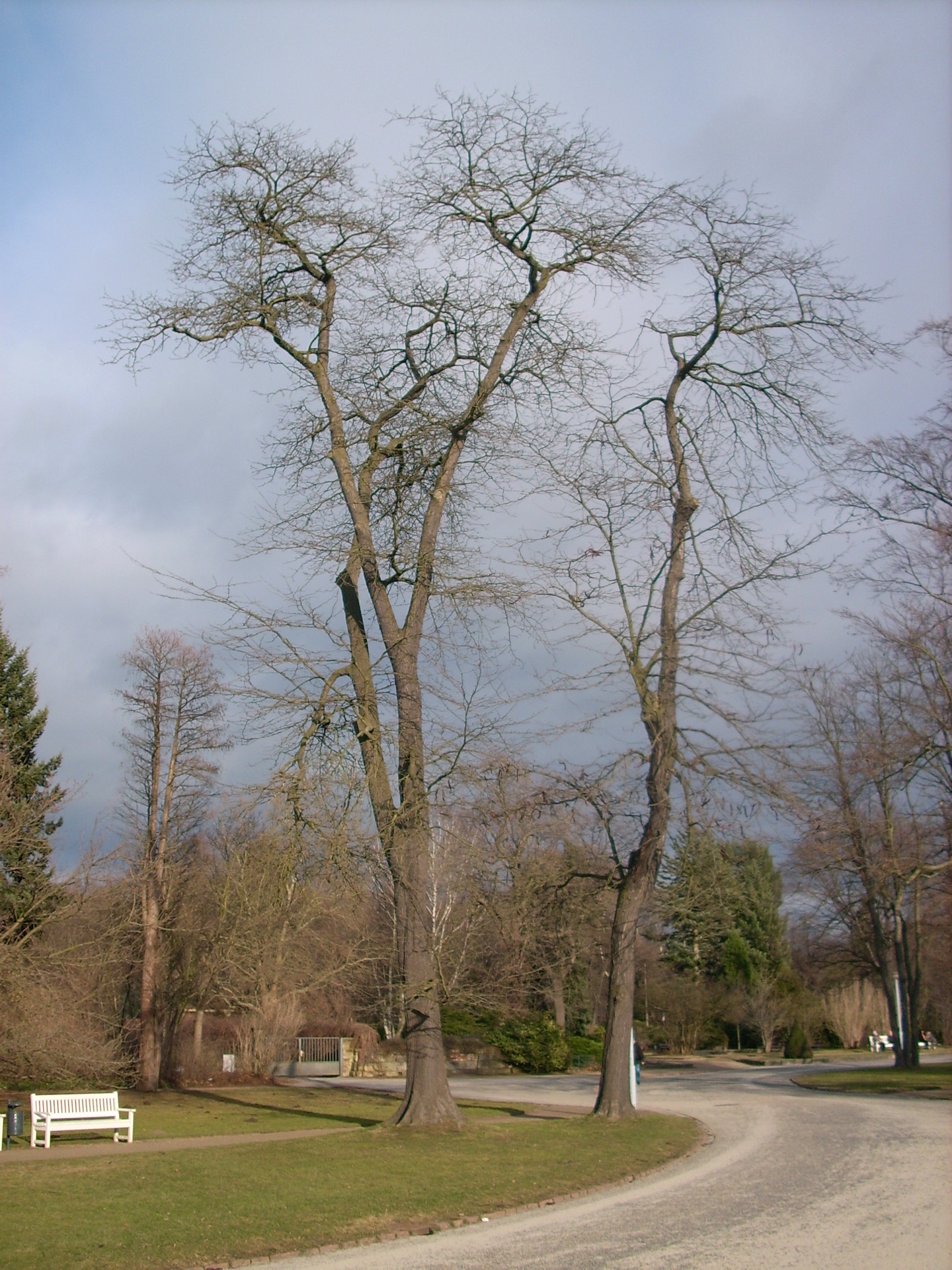 Gleditsia triacanthos