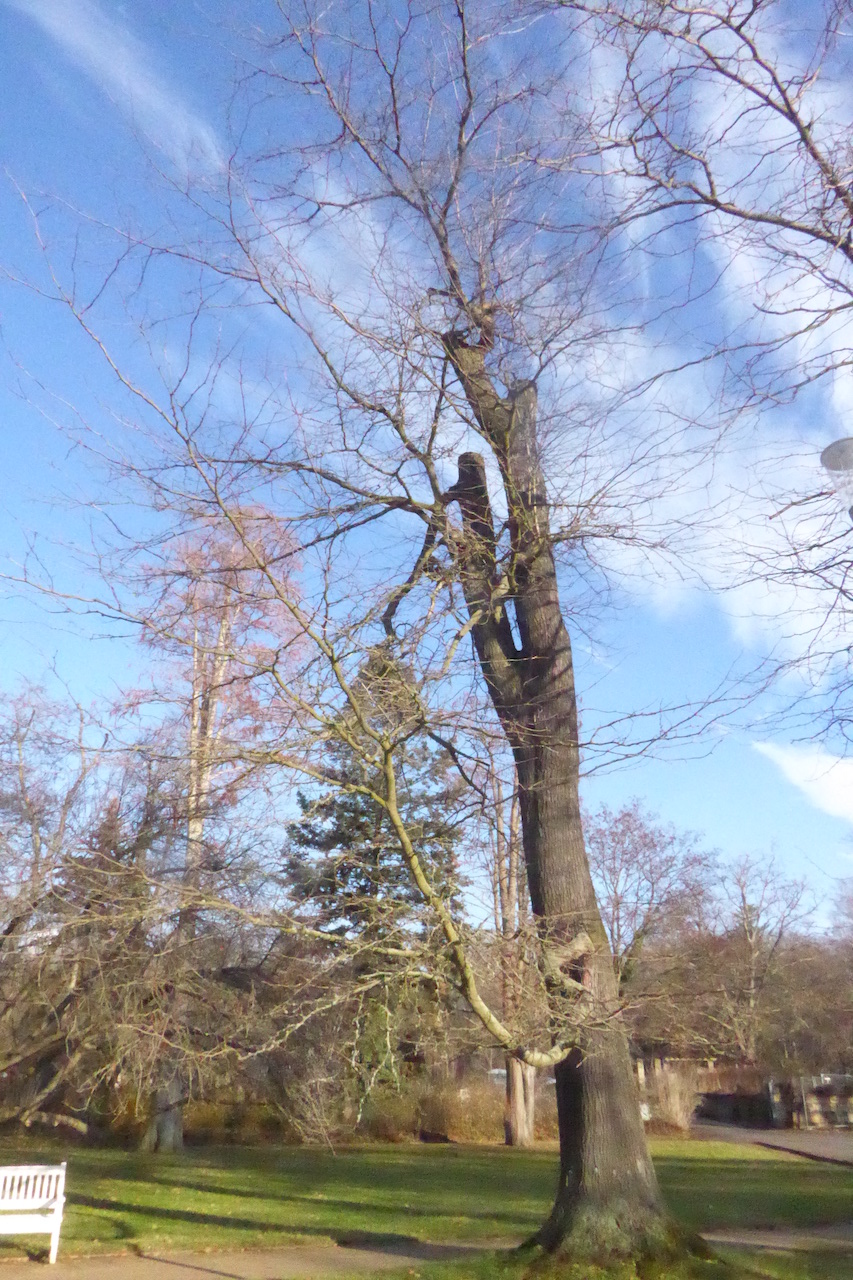 Gleditsia triacanthos - Dresden 2022