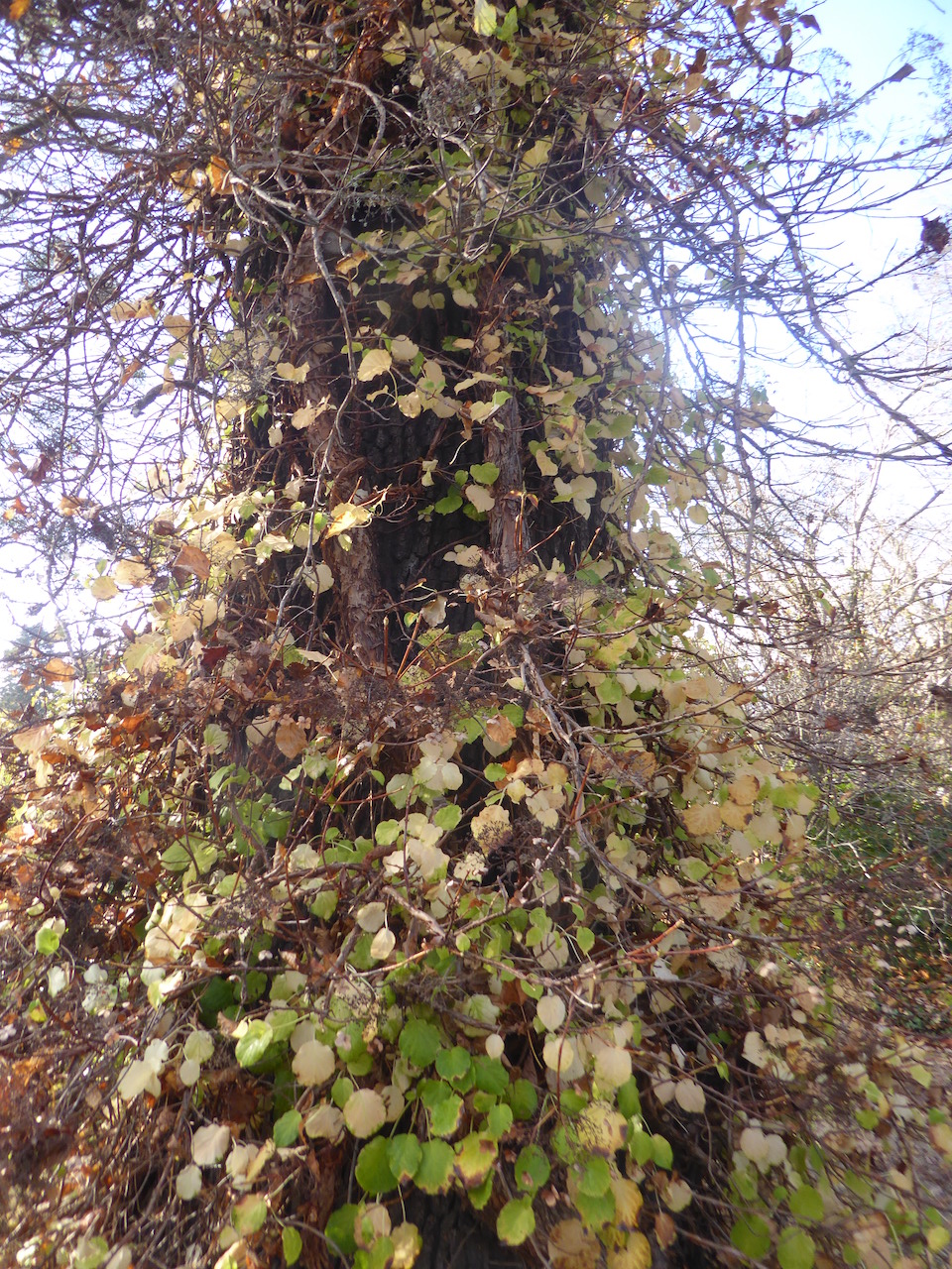 anomala Hydrangea subsp. petiolaris