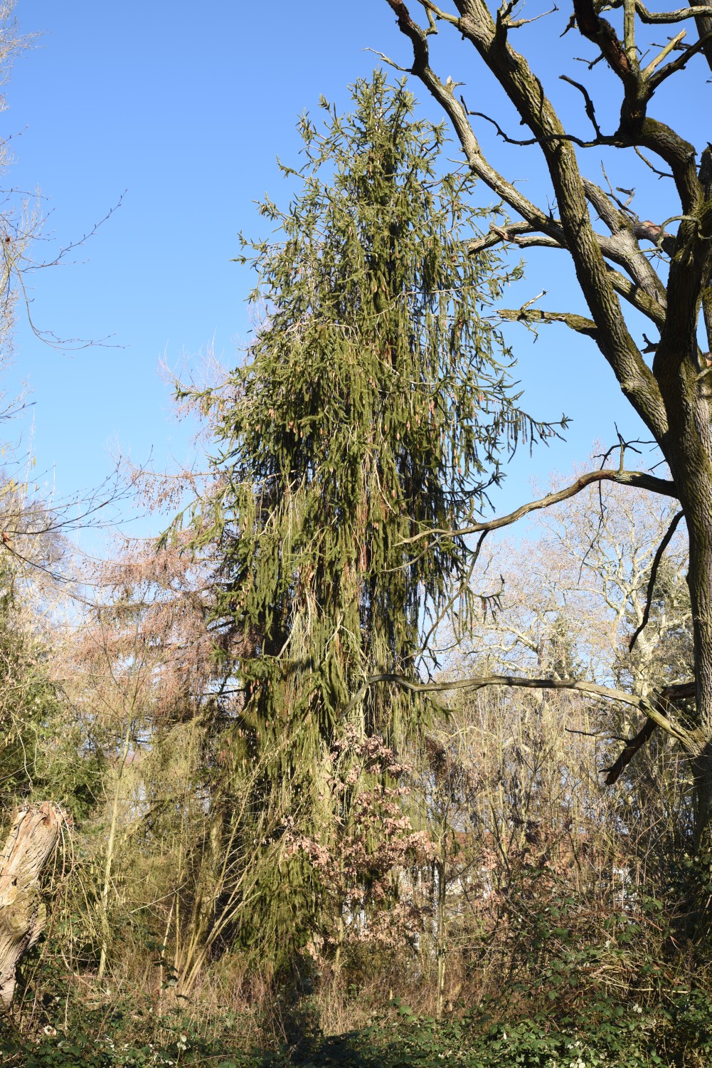 'Virgata' abies Picea