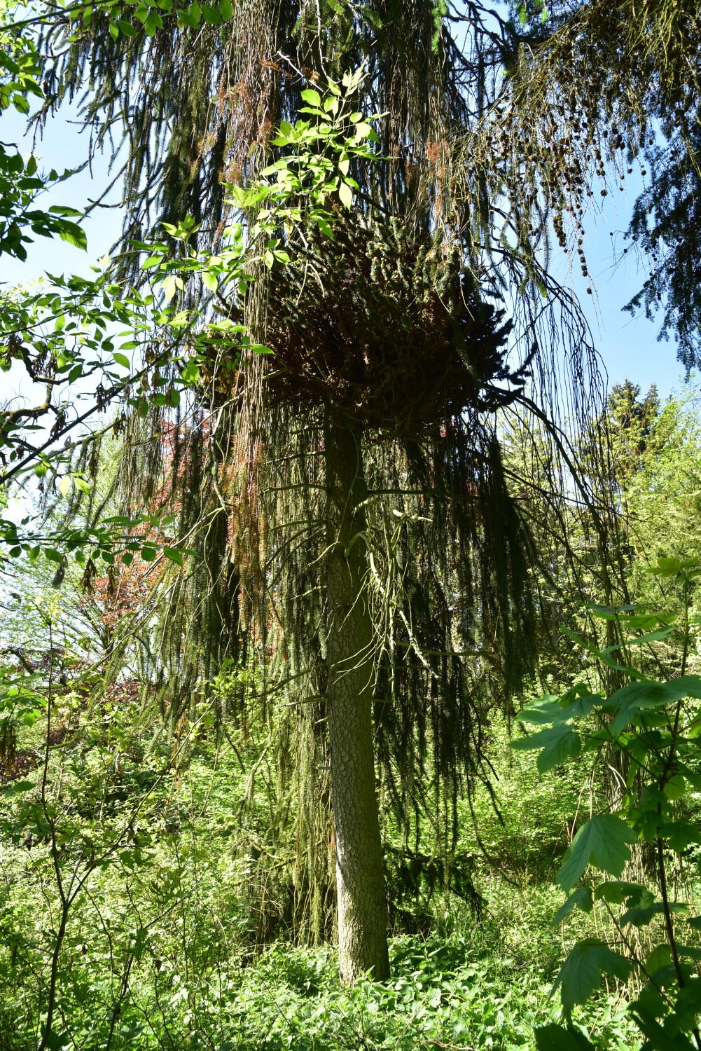 Picea abies 'Virgata' - Neetzow - 2019