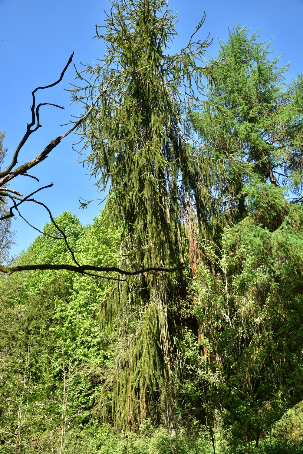 Picea abies 'Virgata' - Neetzow - 2019