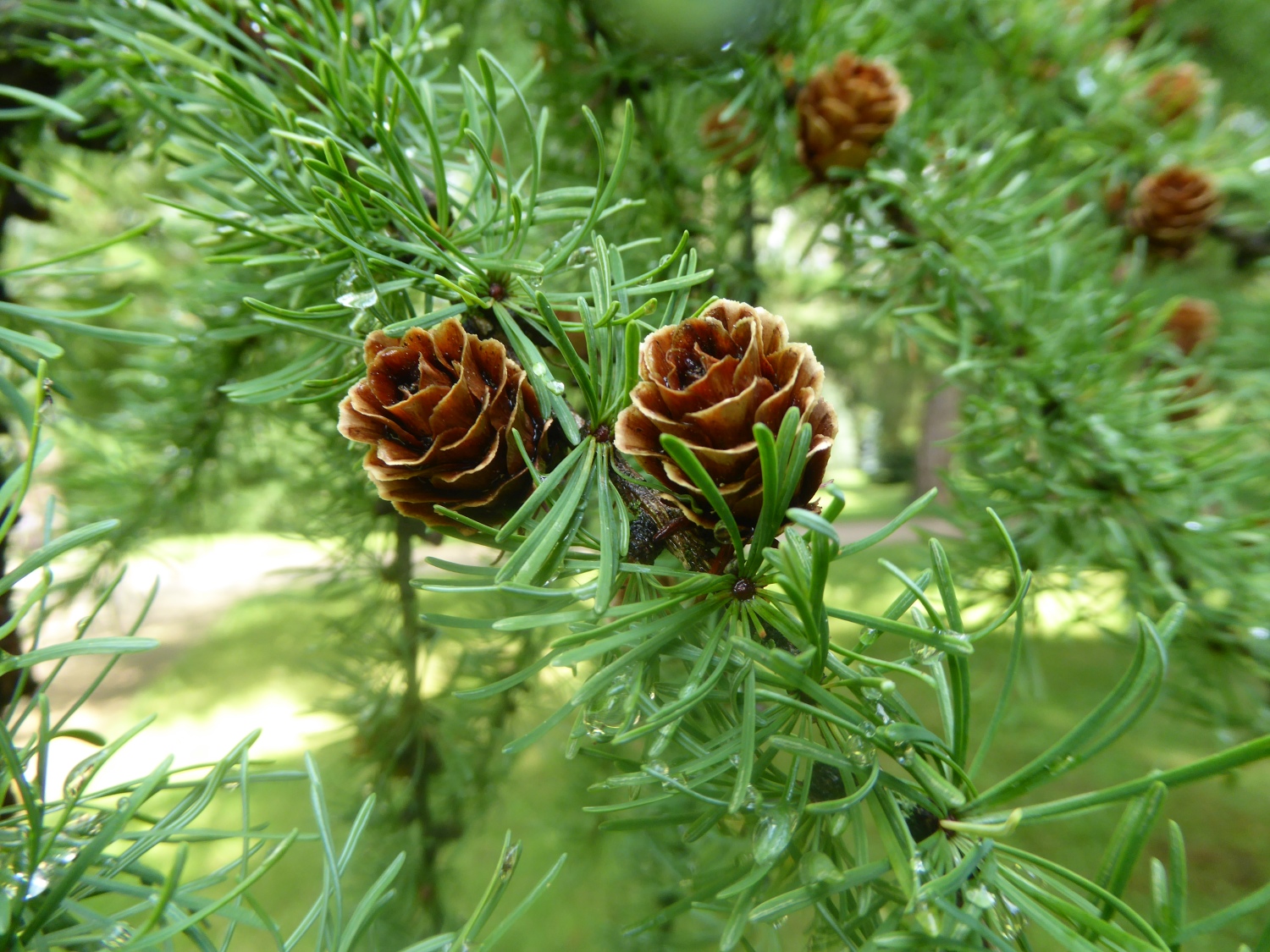 Larix gmelinii var. japonica - Dresden-Pillnitz - Juli 2017