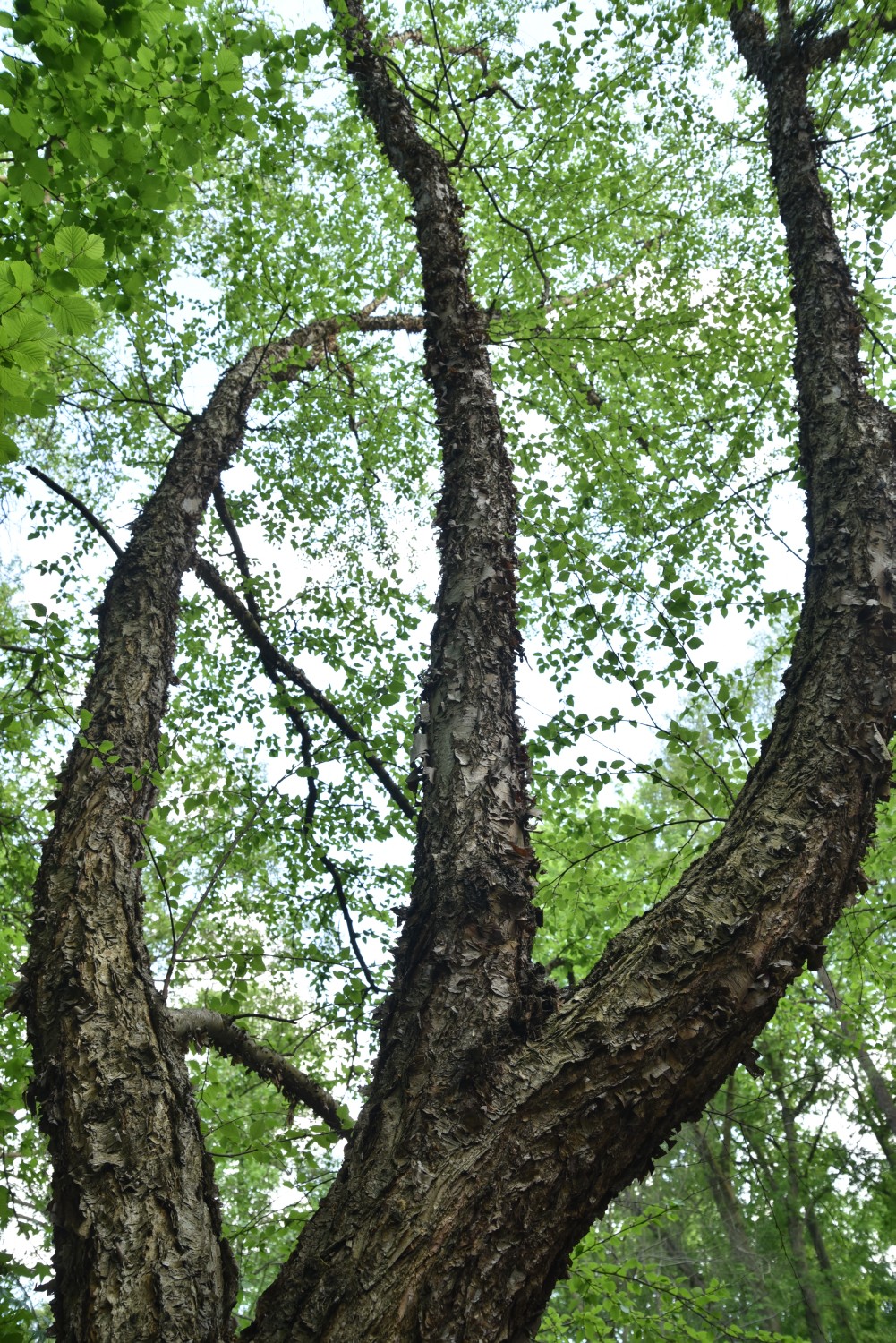 Betula nigra - Berlin-Tiergarten - 2022