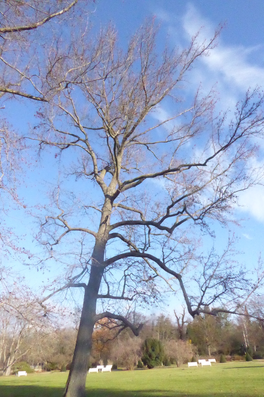 Liquidambar styraciflua - Dresden - Dezember 2022