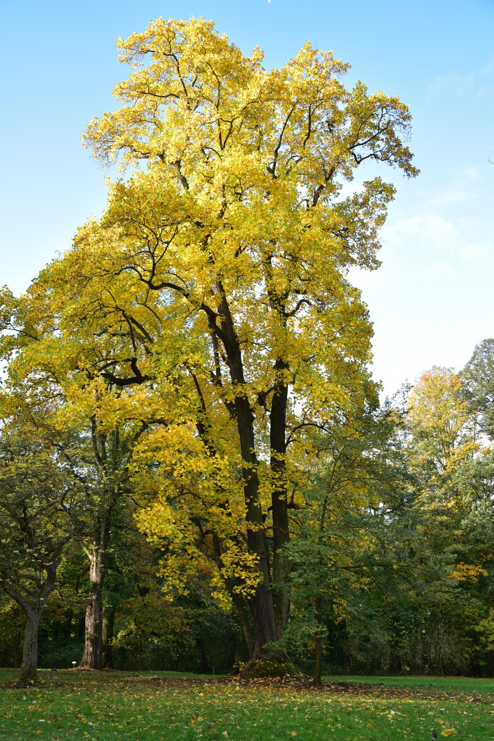 Liriodendron tulipifera