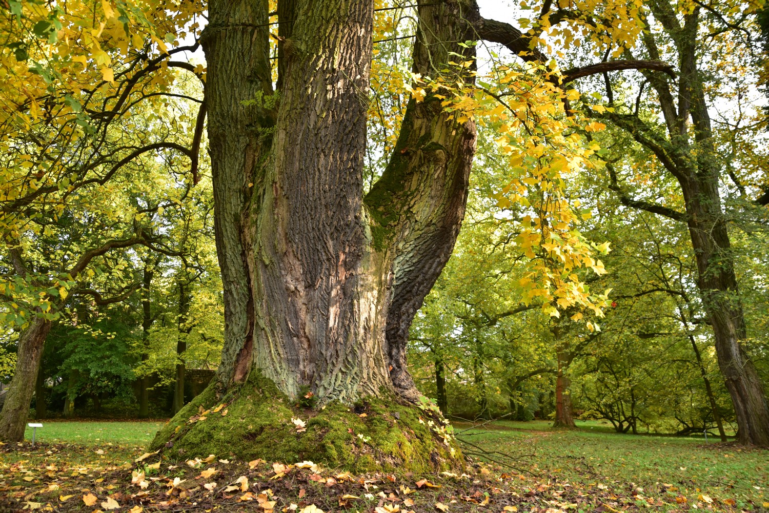 Liriodendron tulipifera - Wechselburg - Oktober 2017
