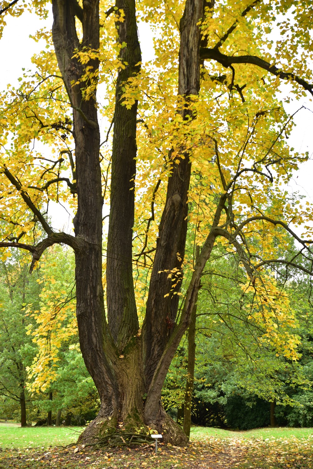 Liriodendron tulipifera - Wechselburg - Oktober 2017