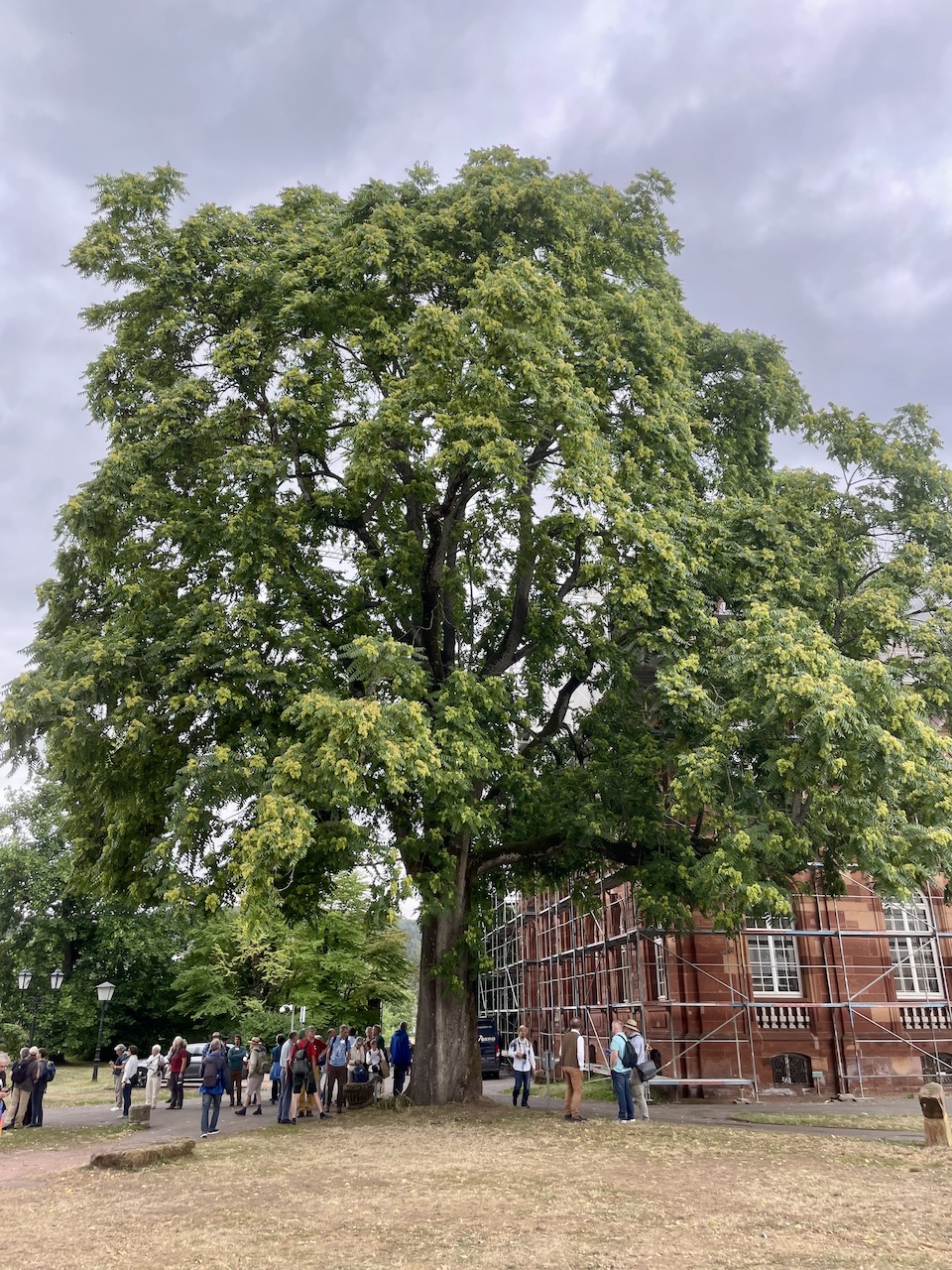 Ailanthus altissima - Mettlach - Juli 2023