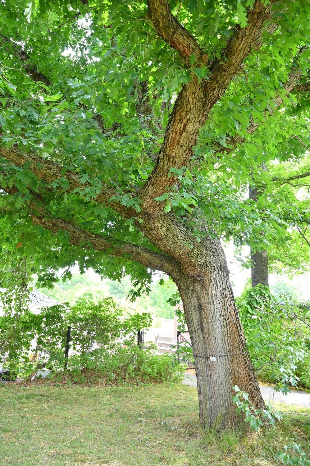 Quercus alba - Dresden Botanischer Garten - 2022