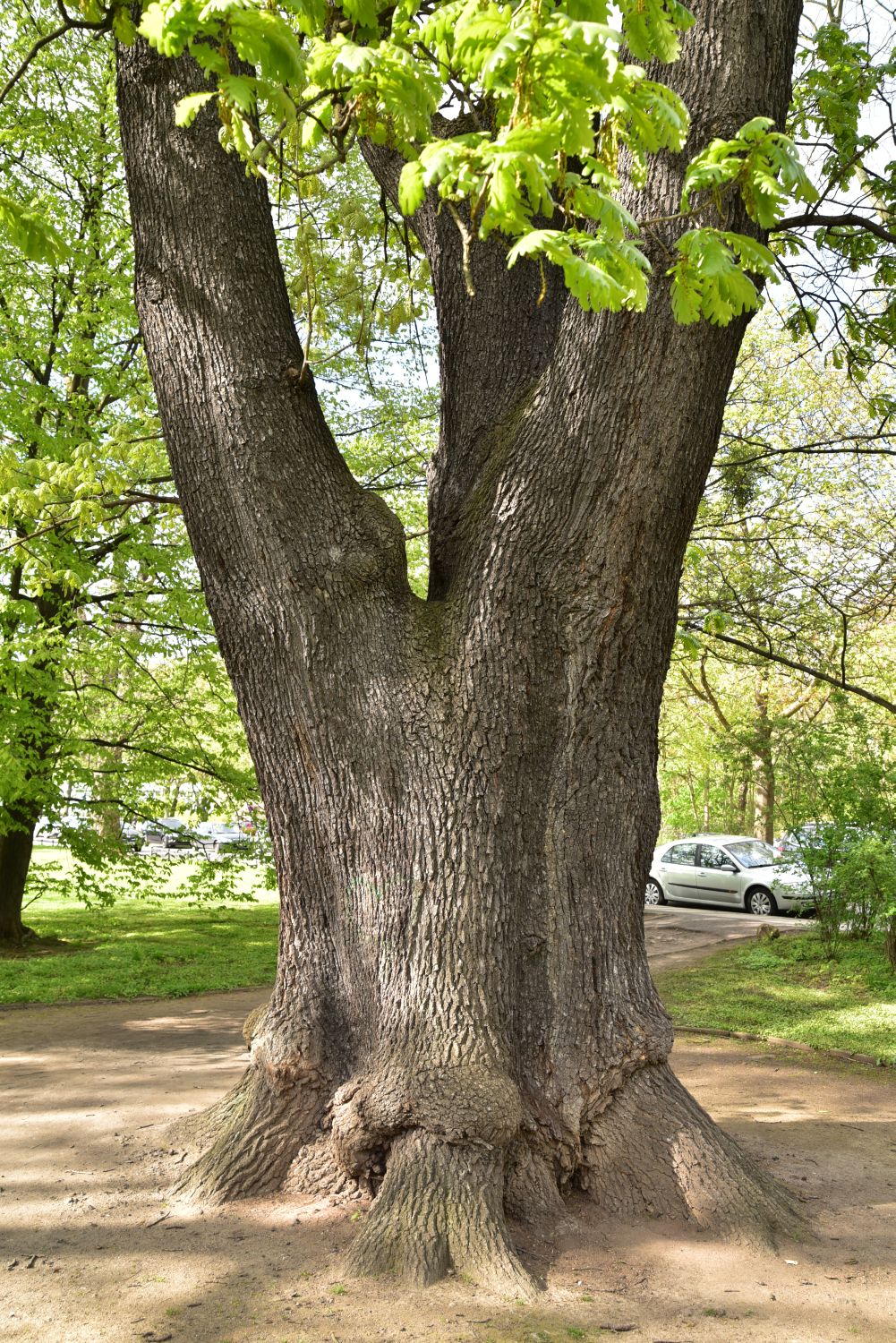 Ungarische Eiche - Dresden, Blüherpark - Frühjahr 2018