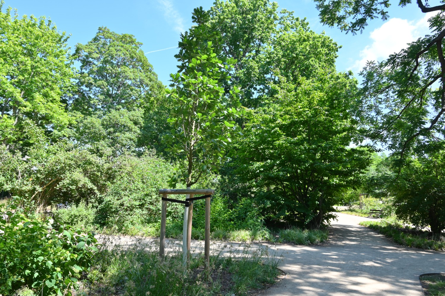 Ungarische Eiche - Dresden, Blüherpark - Frühjahr 2018