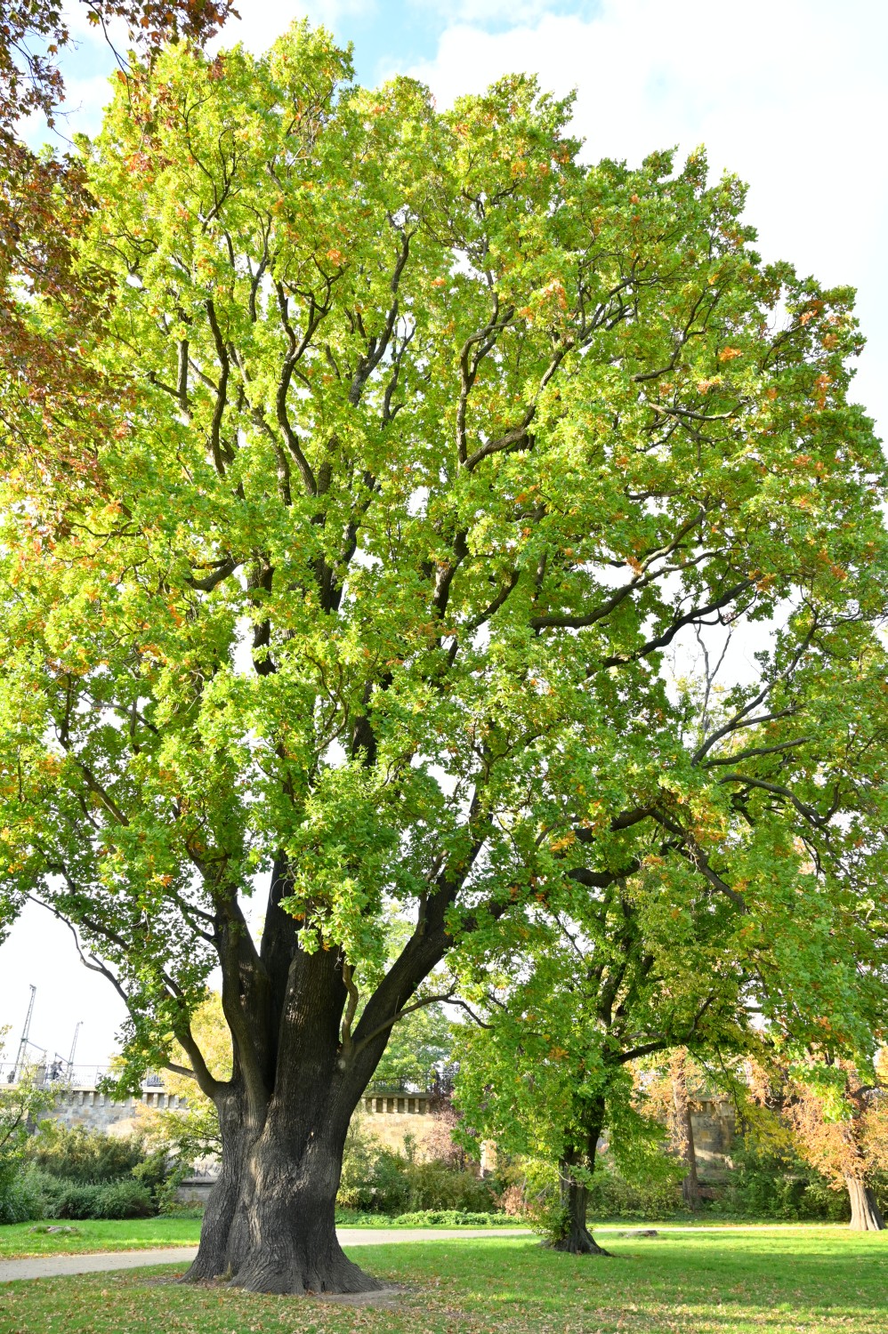 Fastigiata-Gruppe Quercus robur