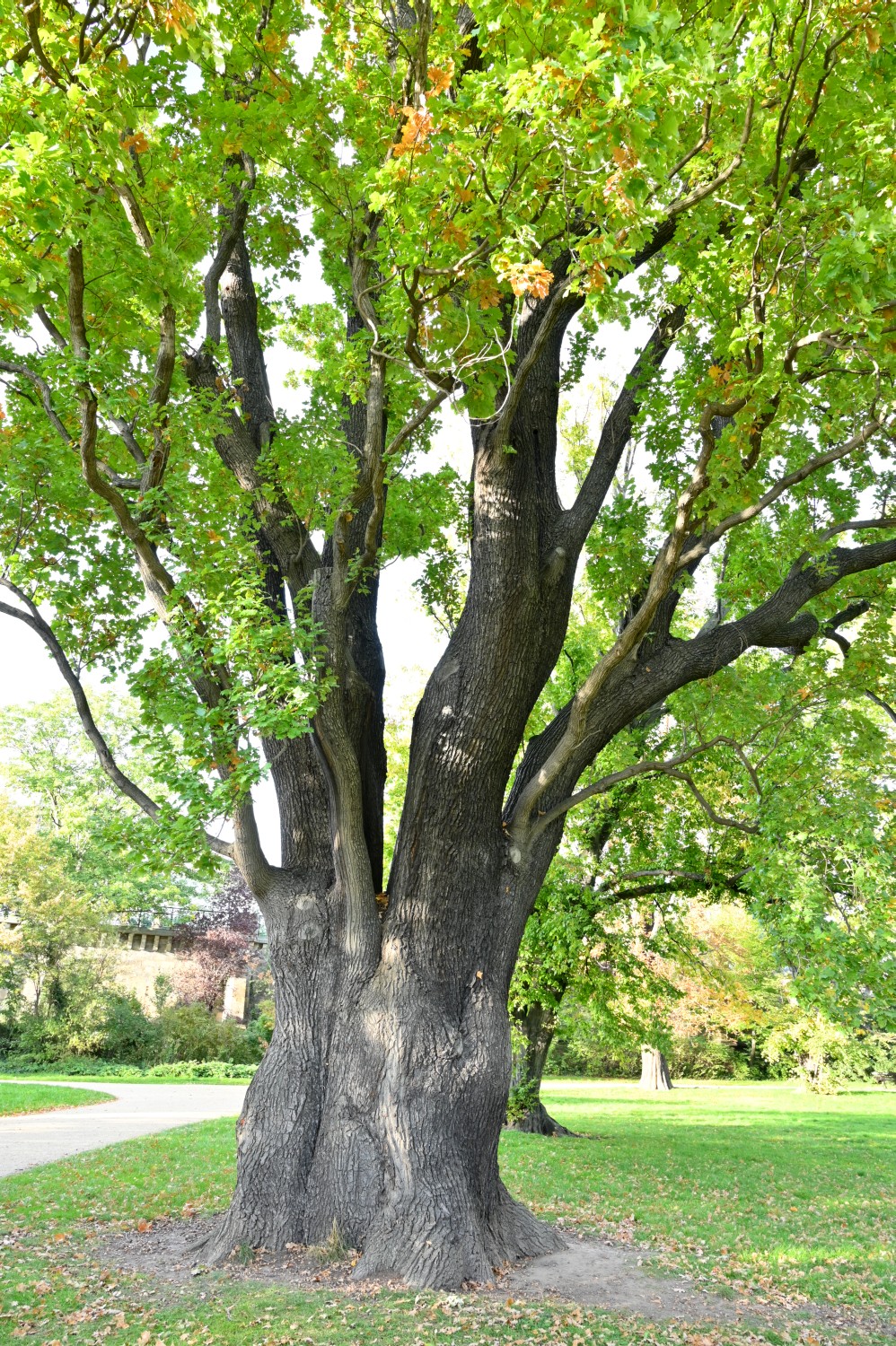 Quercus robur Fastigiata-Gruppe - Dresden - 2022