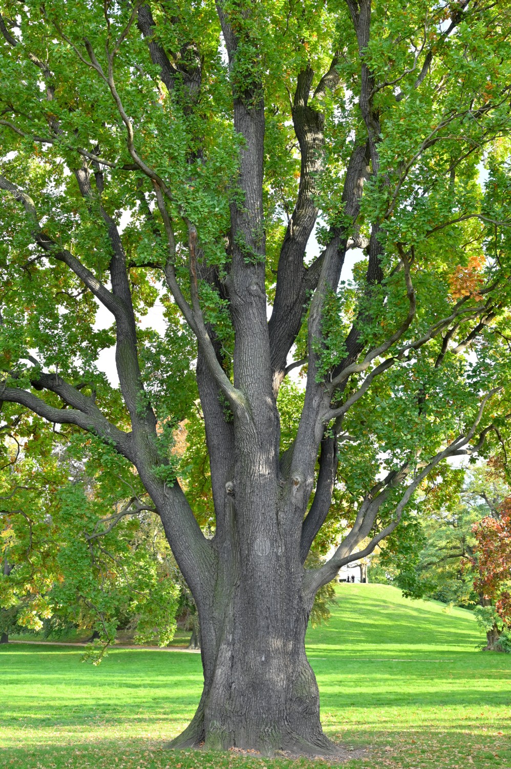 Quercus robur Fastigiata-Gruppe - Dresden - 2022