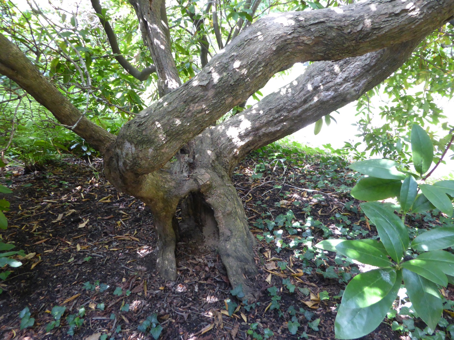'Cunninghams White' × sochadzeae Rhododendron