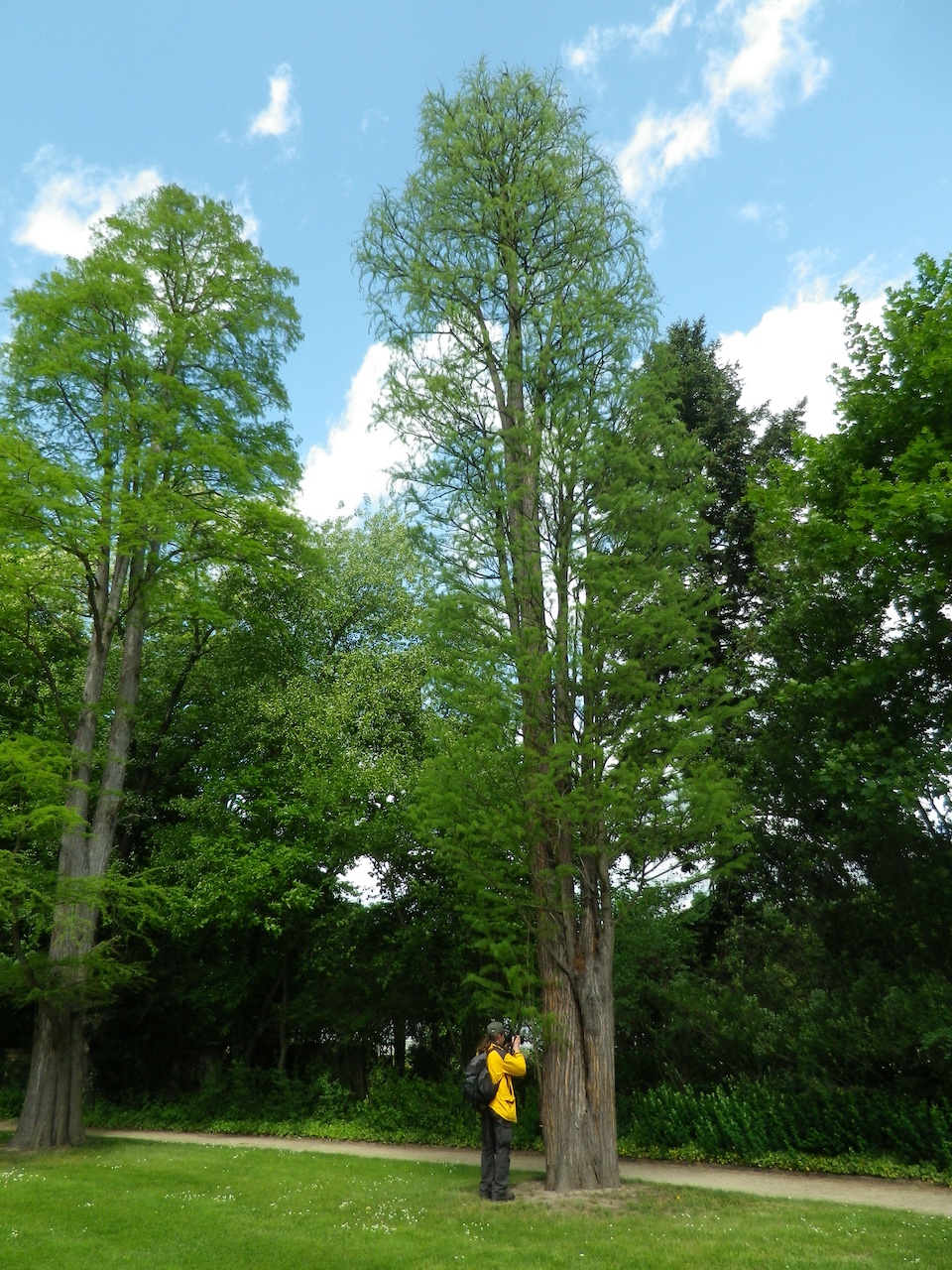 distichum Taxodium var. imbricarium