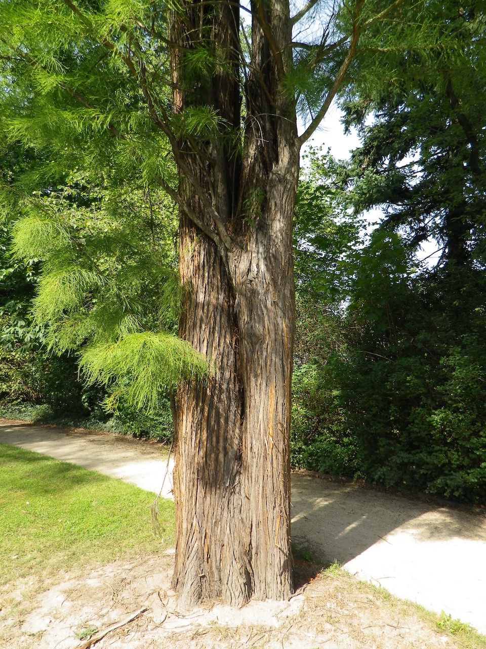 Taxodium distichum var. imbricarium - Dresden - 2012