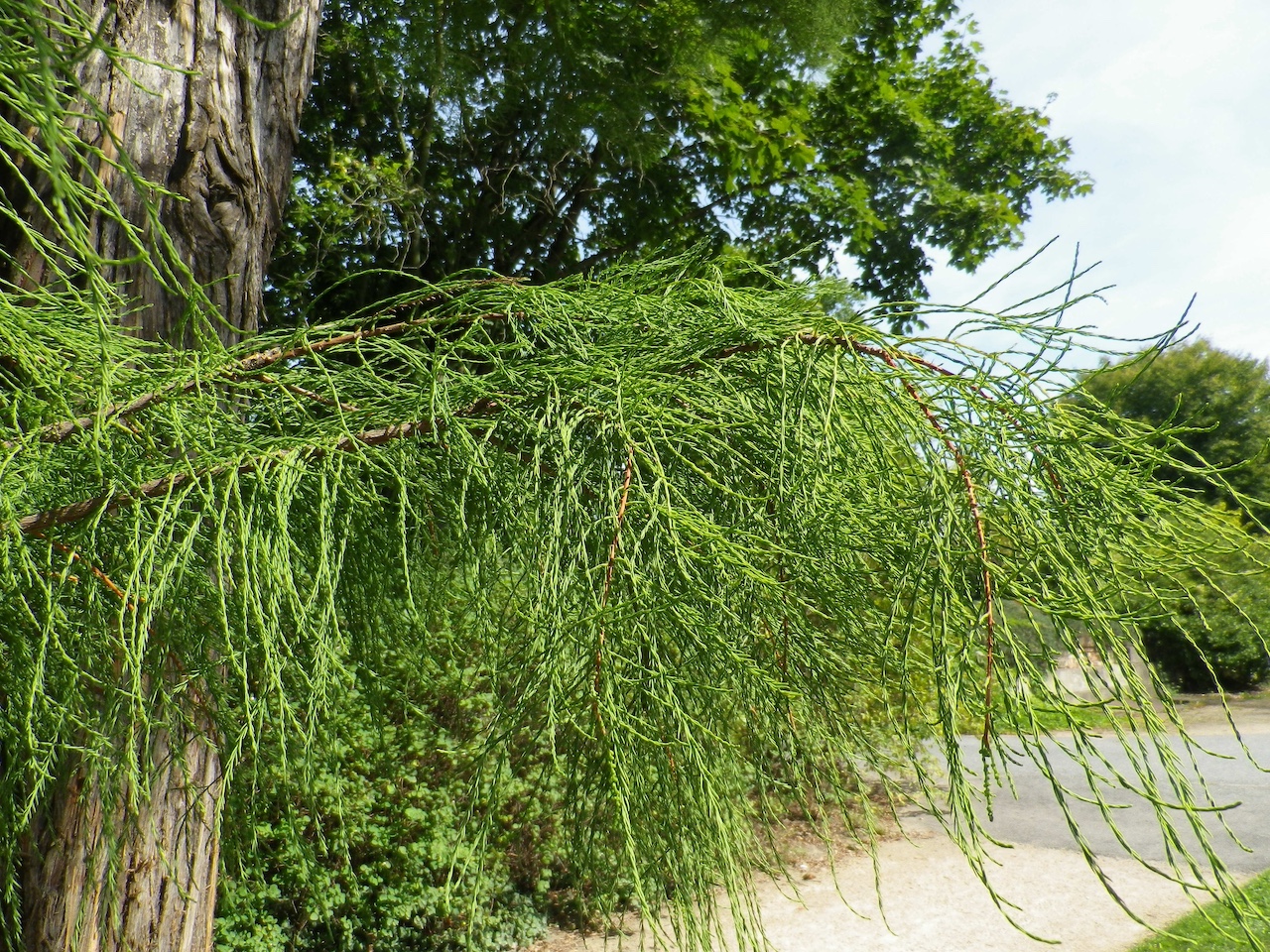 Taxodium distichum var. imbricarium - Dresden - Dezember 2022