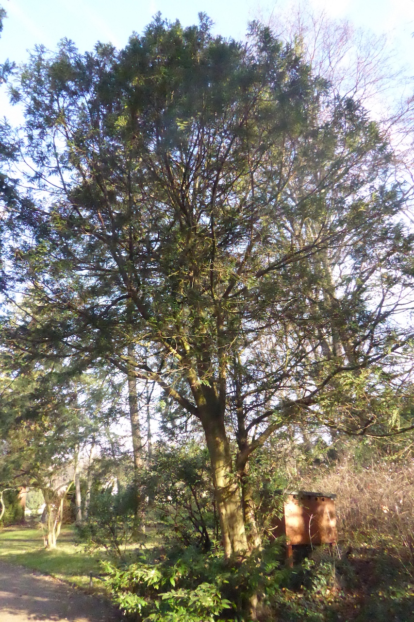 'Adpressa' baccata Taxus