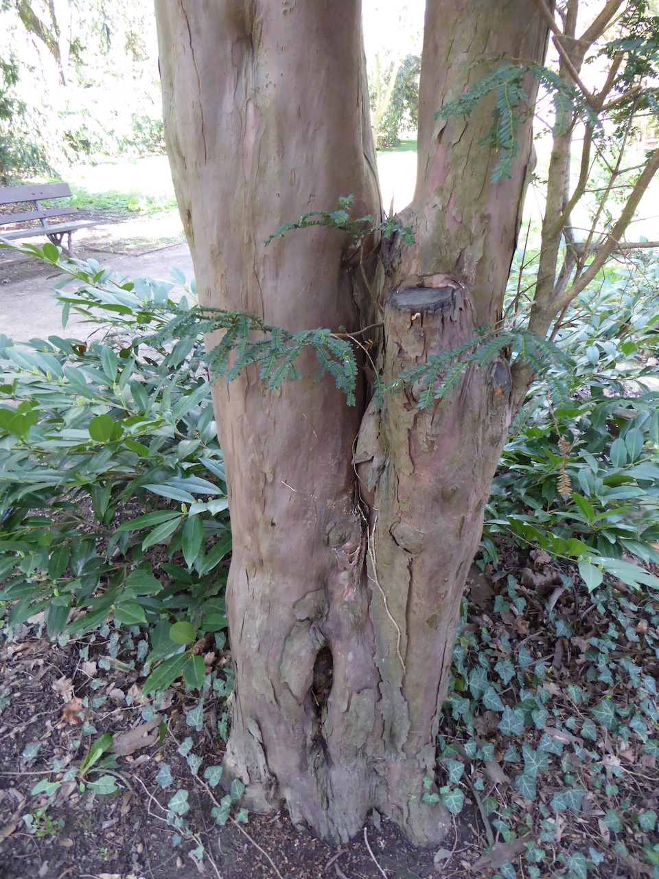 Taxus baccata 'Adpressa' - Dresden - Dezember 2022