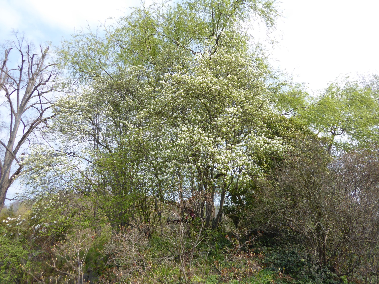 alnifolia Amelanchier